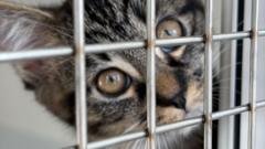 more-cats-abandoned-‘due-to-rising-costs’