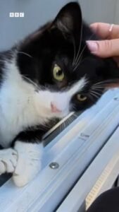 more-cats-abandoned-‘due-to-rising-costs’