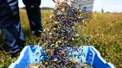 the-ai-telling-farmers-when-to-harvest