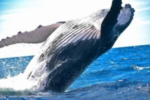 bitcoin-whale-that-sat-through-the-march-2020-crash-moves-$378-million